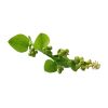 Indian Spinach (Malabar Spinach or Poi Saag) - image 3 | Inaivaa - Fresh & Wonderful
