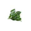 Kaffir Lime Leaves - image 3 | Inaivaa - Fresh & Wonderful