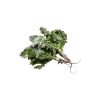Thai Yardlong Radish (Raphanus sativus var. longipinnatus) - image 3 | Inaivaa - Fresh & Wonderful