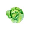 Cabbage (முட்டைக்கோஸ்) - image 3 | Inaivaa - Fresh & Wonderful