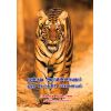 - Onbathu aadthinikalum oru pokiri yaanayum / ஒன்பது ஆட்திண்ணிகளும் ஒரு போக்கிரி யானையும் - image 3 | Noolakam | Bazaa