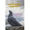 - Payana puraavil parappoma / பயண புறாவில் பறப்போமா! - image 3 | Noolakam | Bazaa