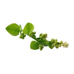 - Indian Spinach (Malabar Spinach or Poi Saag) - image 3 | Inaivaa - Fresh & Wonderful | Bazaa