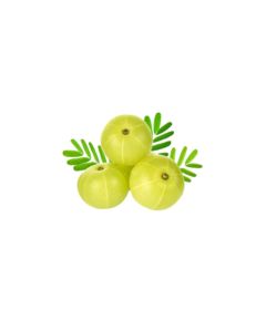 Amla (நெல்லிக்காய்) - image 3 | Inaivaa - Fresh & Wonderful