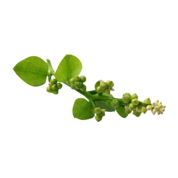 Indian Spinach (Malabar Spinach or Poi Saag) - image 3 | Inaivaa - Fresh & Wonderful